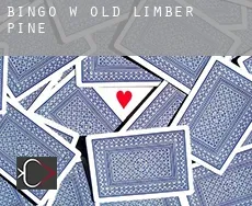 Bingo w  Old Limber Pine