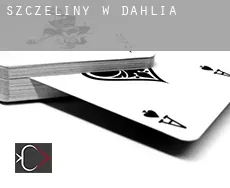 Szczeliny w  Dahlia