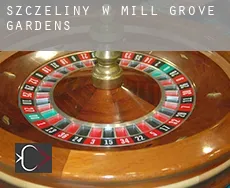 Szczeliny w  Mill Grove Gardens