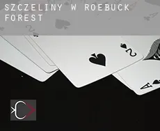 Szczeliny w  Roebuck Forest